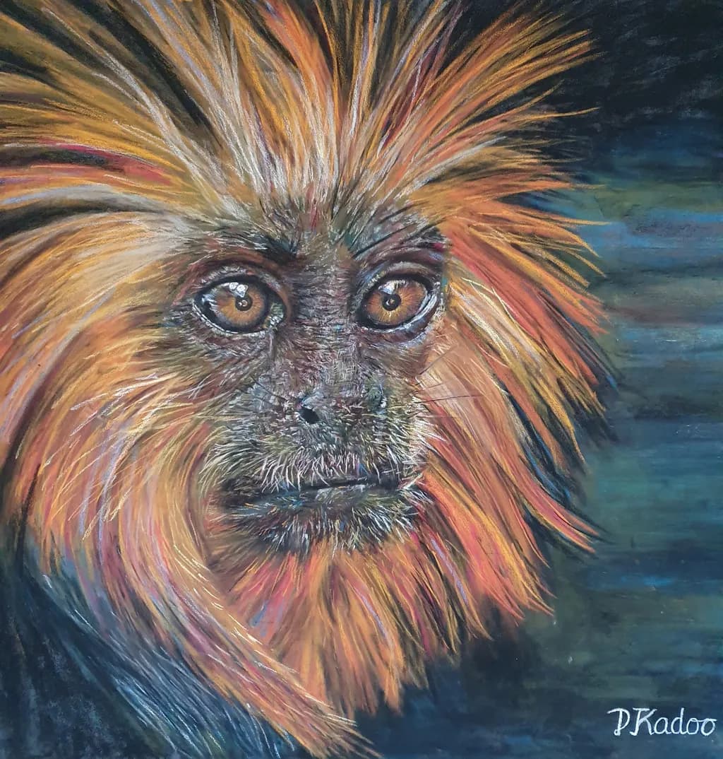 Gold Headed Lion Tamarin