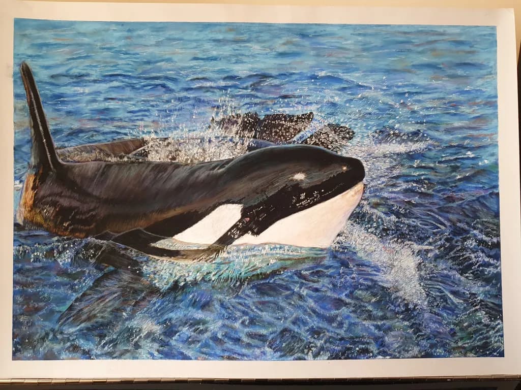 Orca Splash