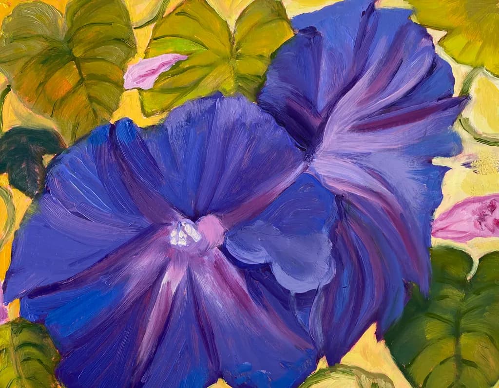 Morning Glory