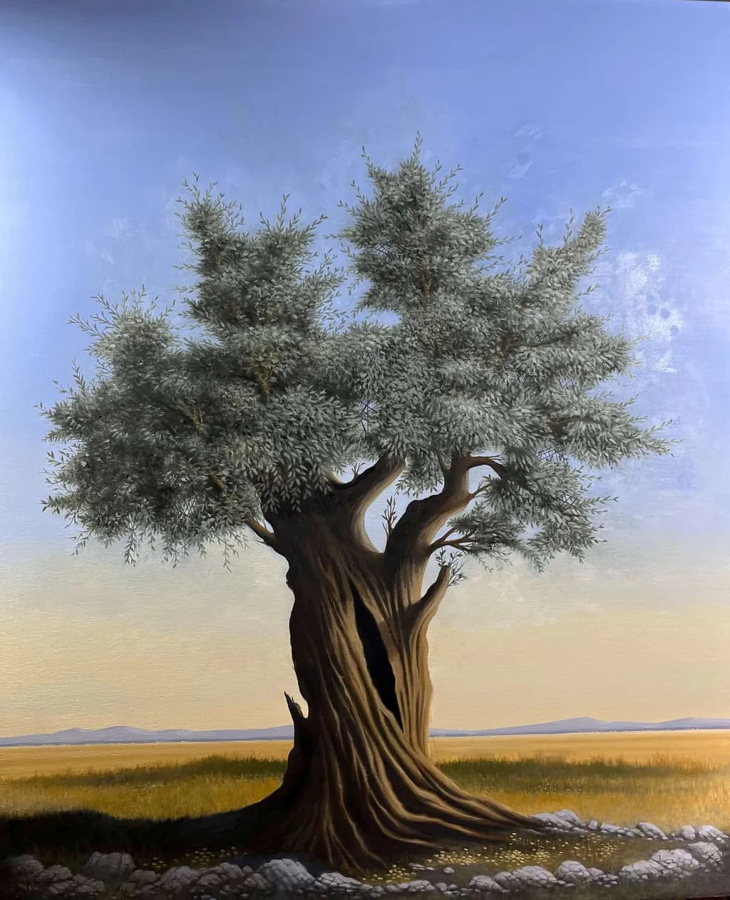 Ancient Olive Tree