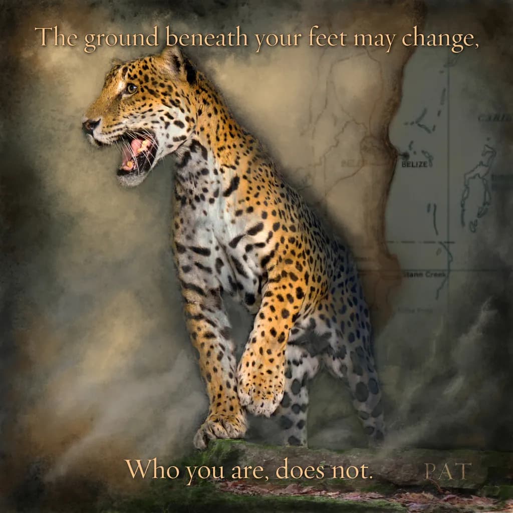 Displaced Jaguar