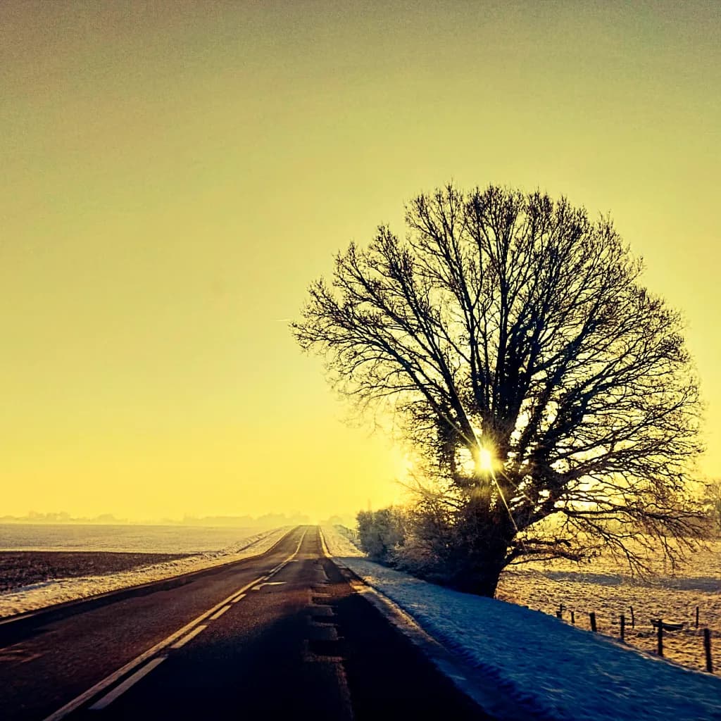 Golden Solitude