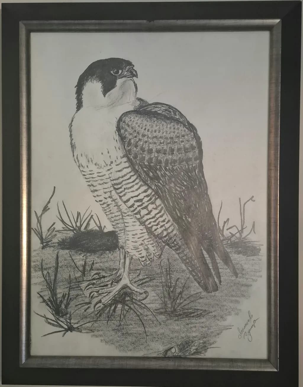 Falcon Among Grass