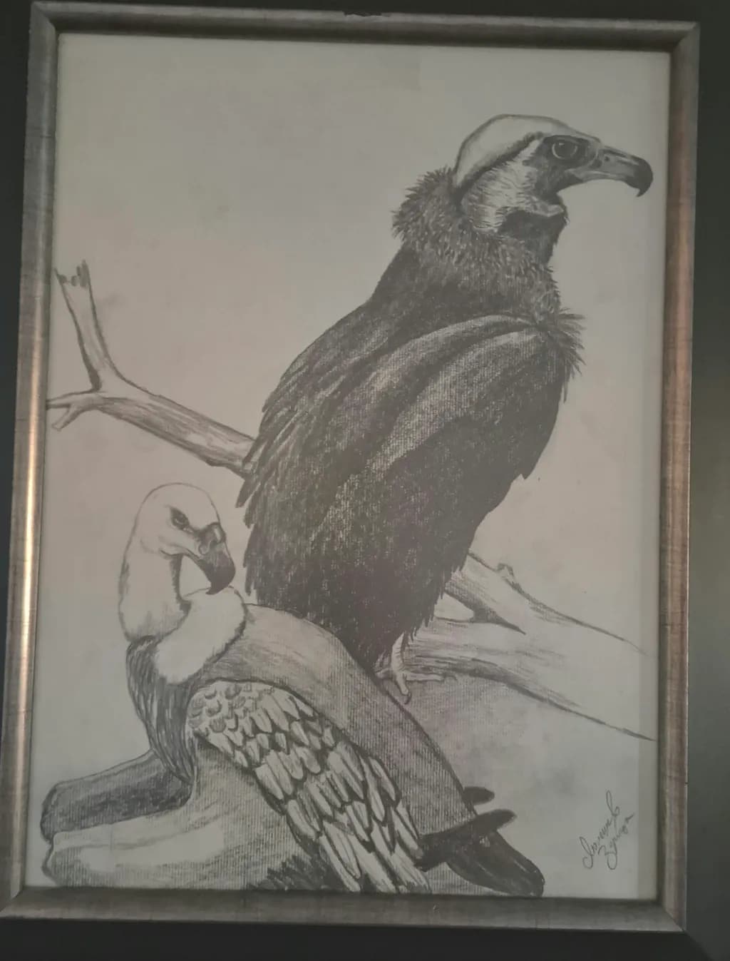 Perched Vultures