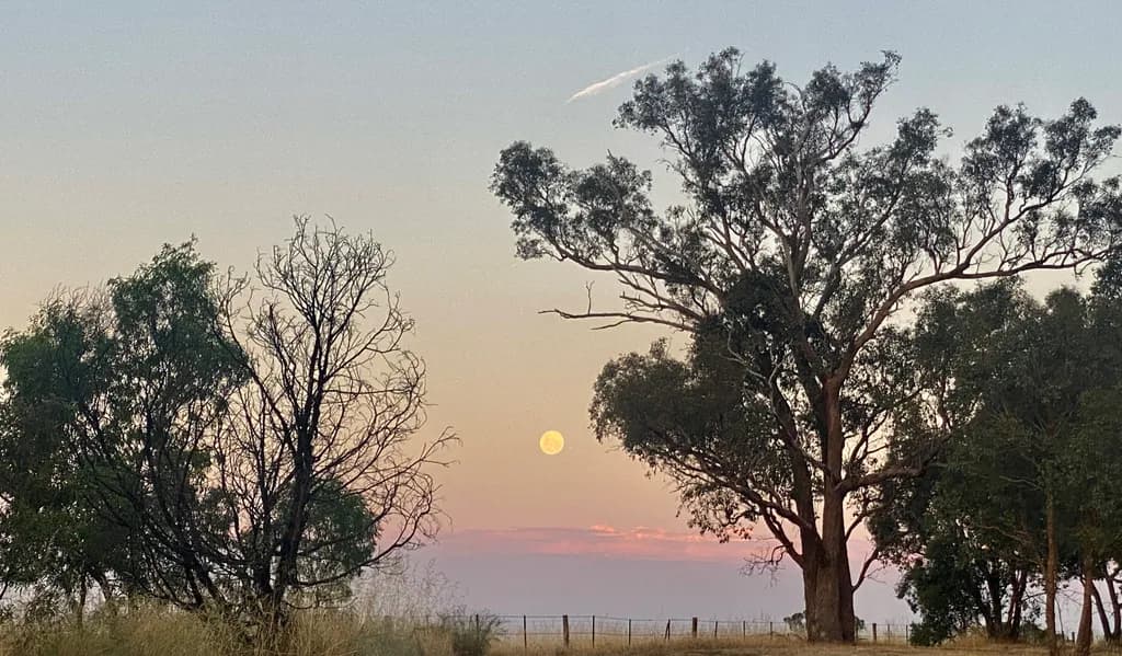 Moonlit Silhouettes