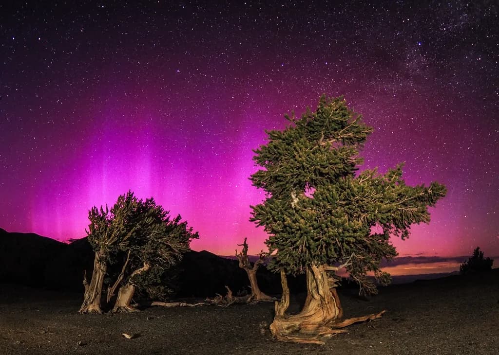 Auroral Bristlecones
