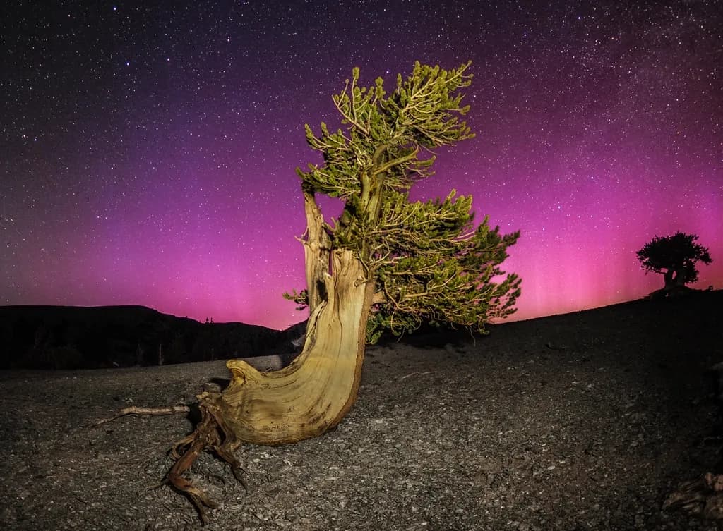 J-Tree Aurora