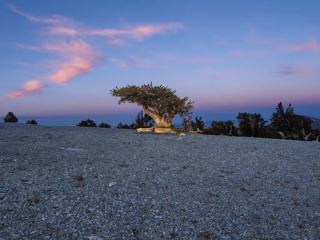 Quarter Tree Sunset