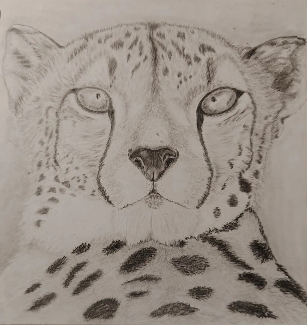 Cheetah Portrait