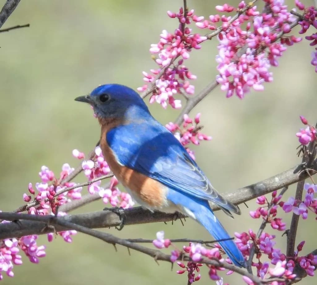 Bluebird on Cherry Blossoms