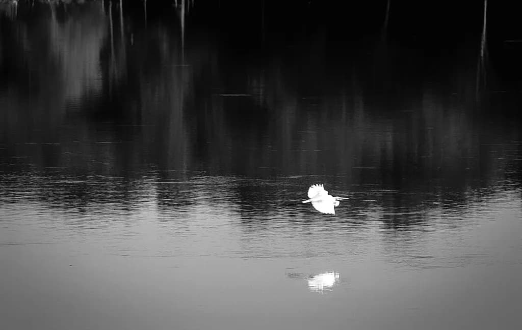 Silent Flight