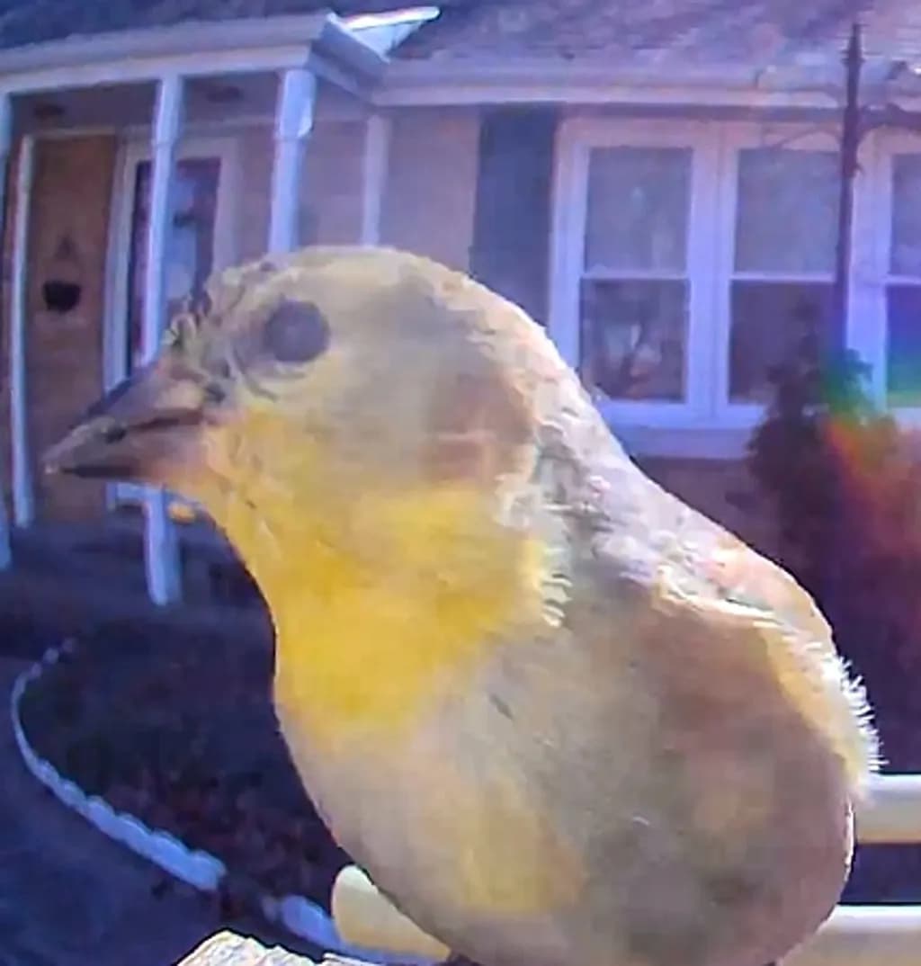 Yellow Finch Portrait