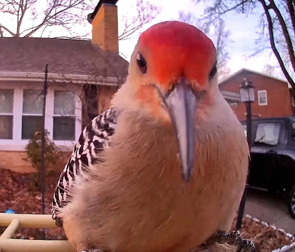 Redcrest Woodpecker Closeup