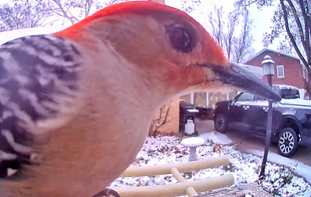 Red-Headed Woodpecker Close-Up