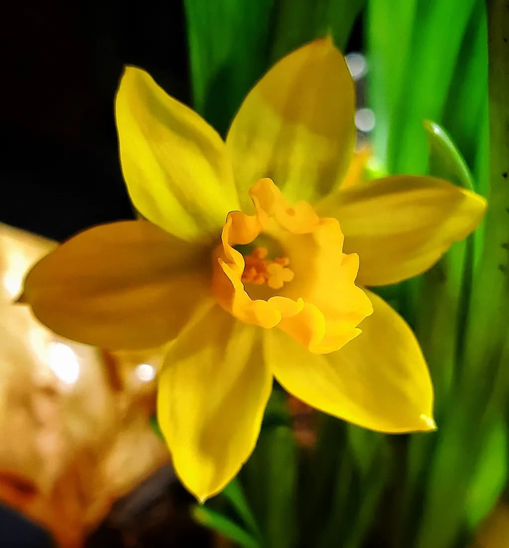 Golden Daffodil