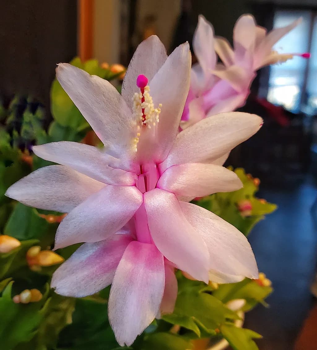 Pink Bloom Essence