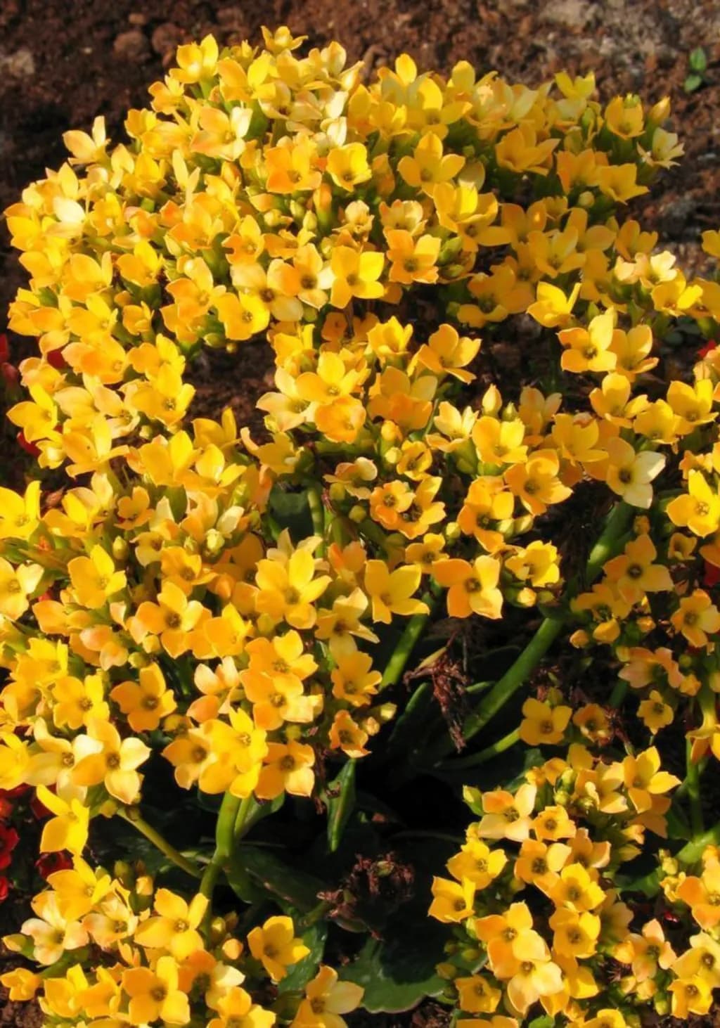 Golden Glow Cluster