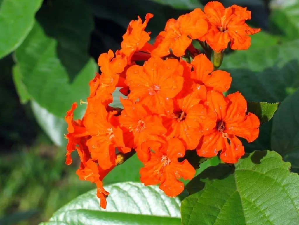 Orange Bloom Cluster