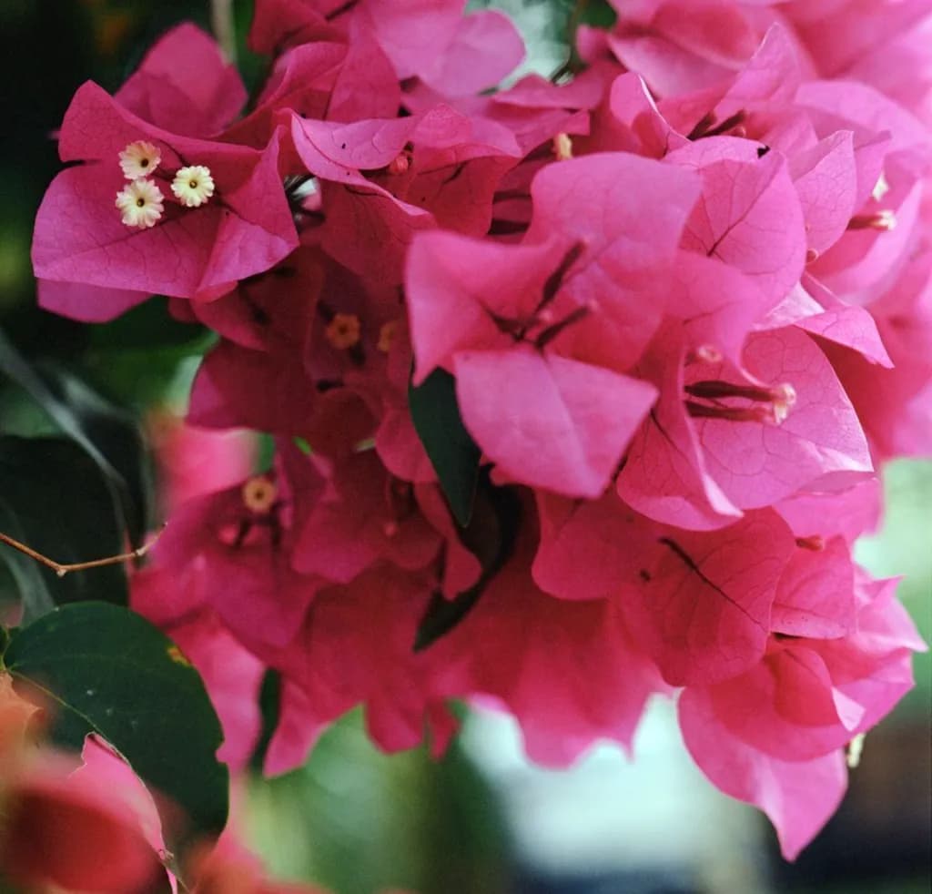 Pink Bougainvillea Cluster