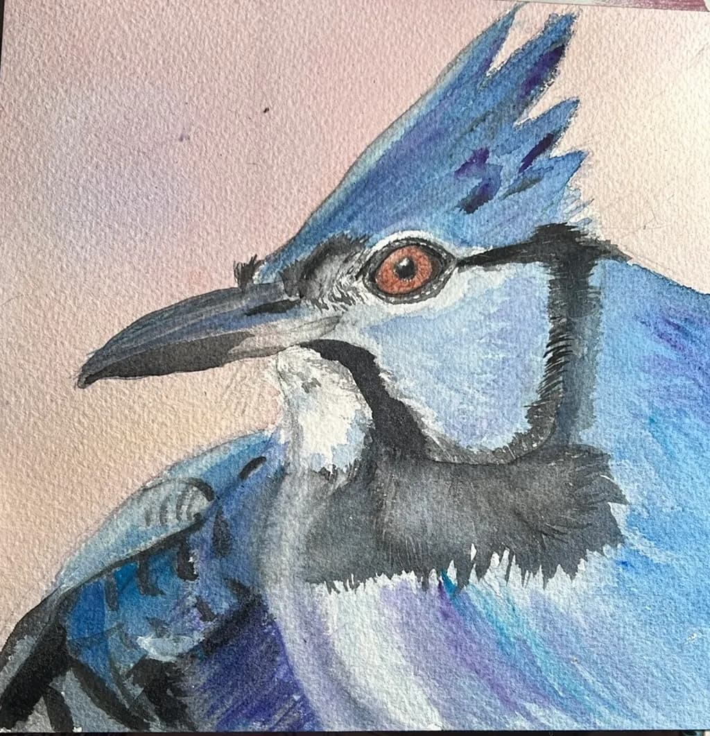 Blue Jay Portrait