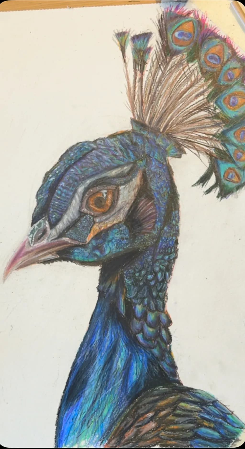 Peacock Portrait in Blue