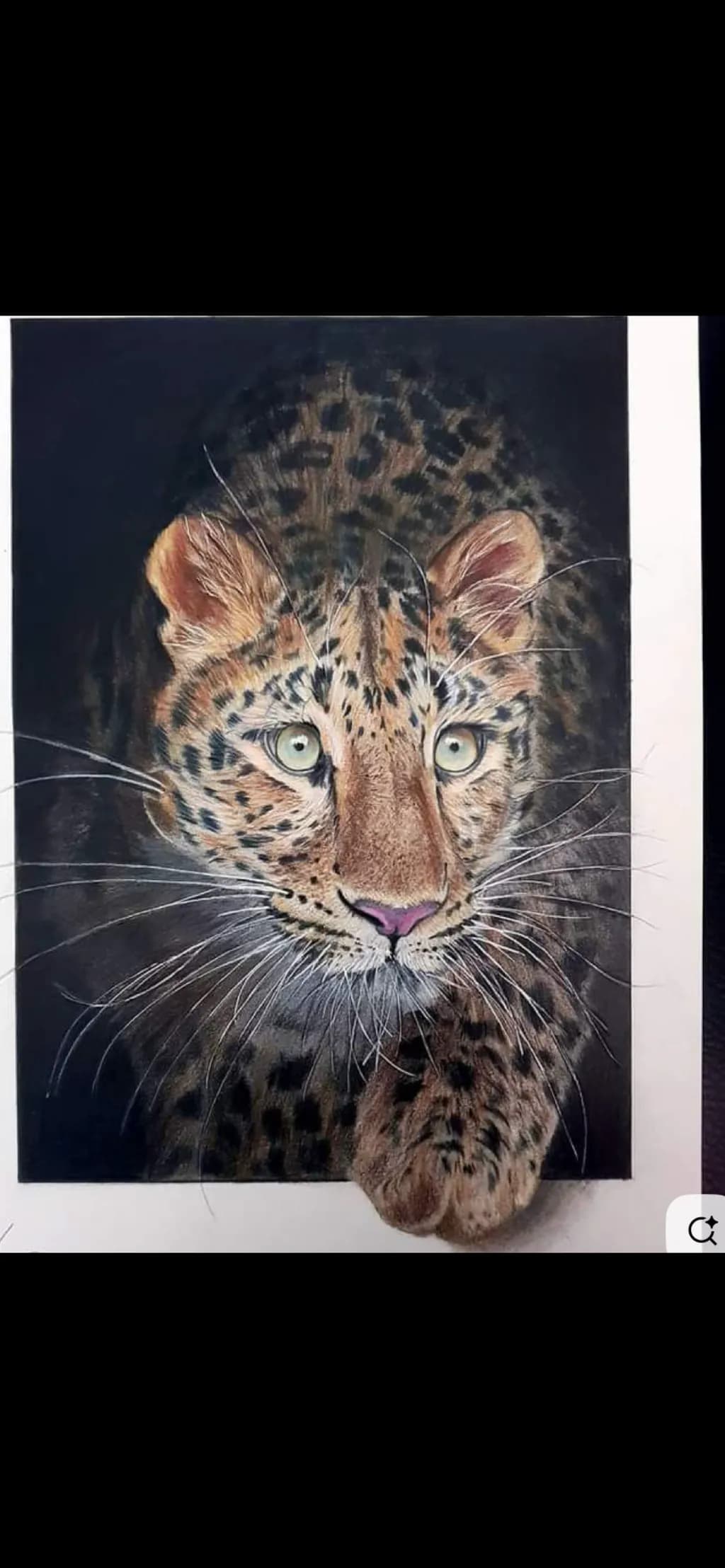 Leopard Gaze