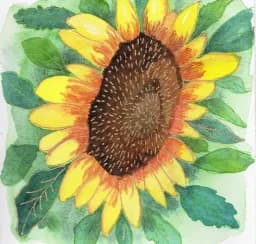 Giant Sunflower
