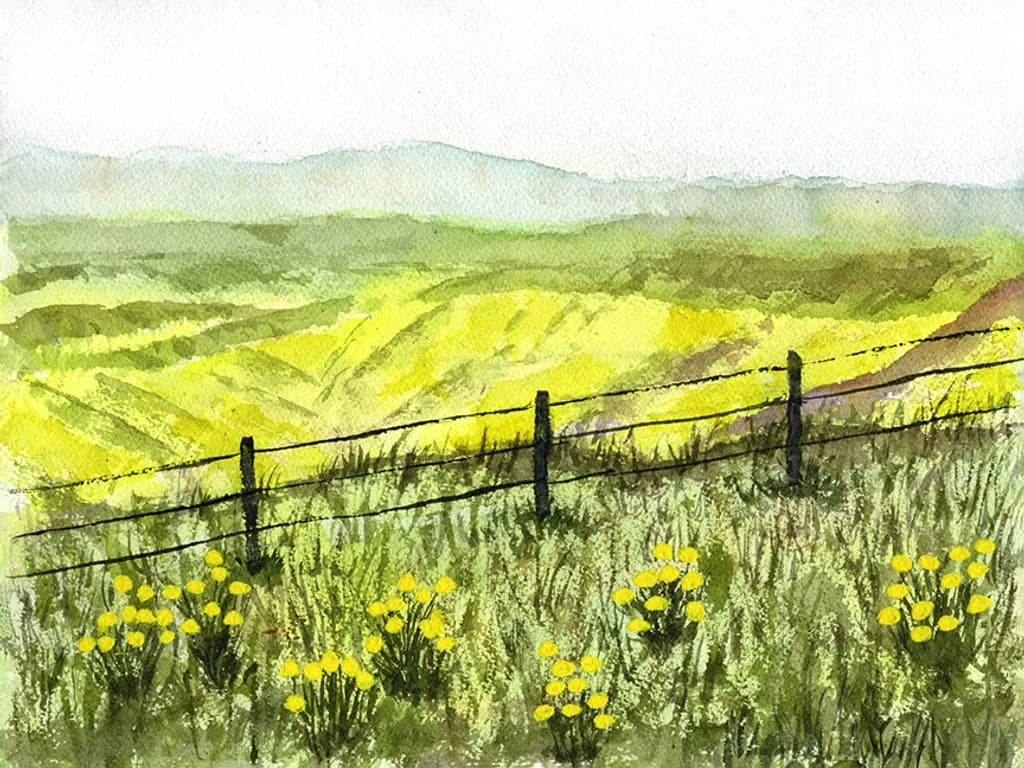 Rolling Hills and Yellow Blooms