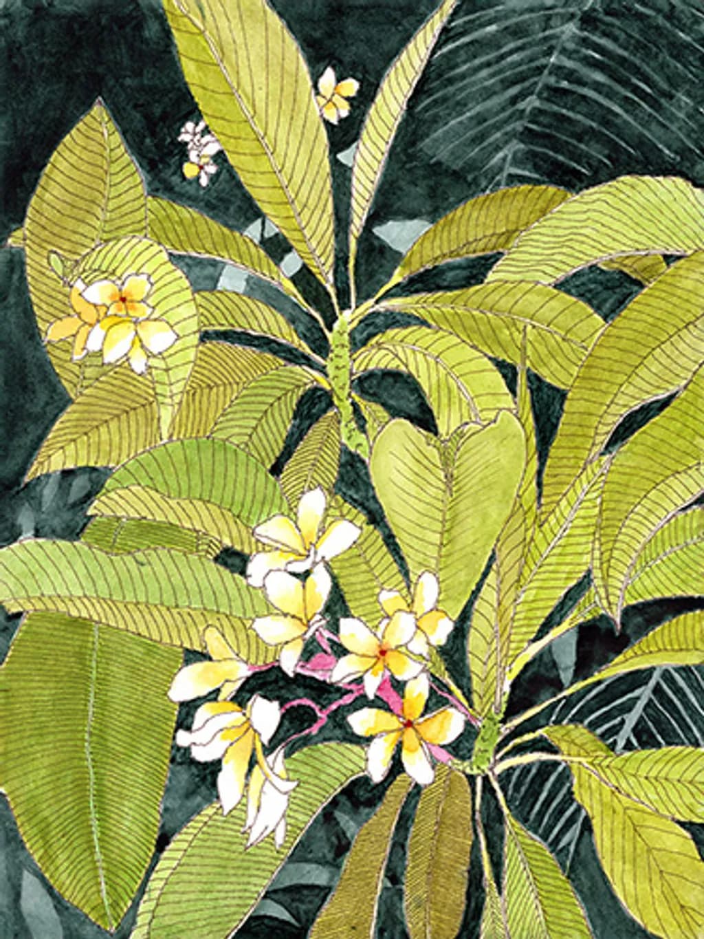 Plumeria Bloom