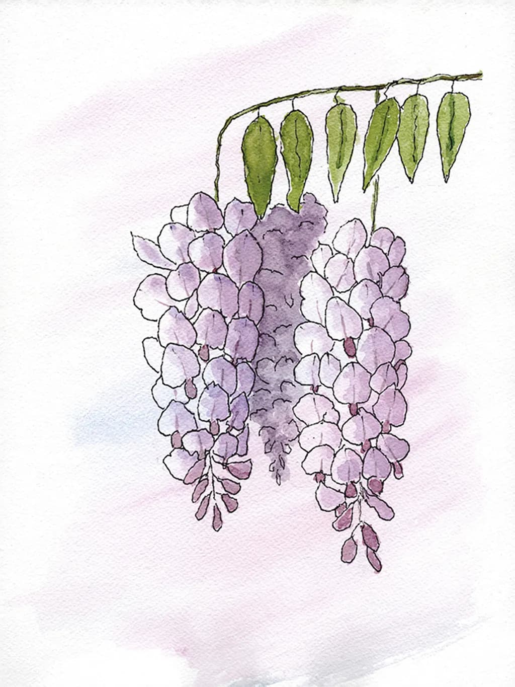 Wisteria Bloom