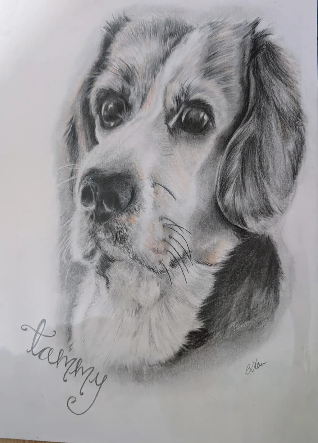 Tammy the Beagle