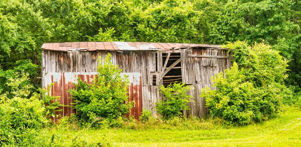 Rustic Overgrown Shed