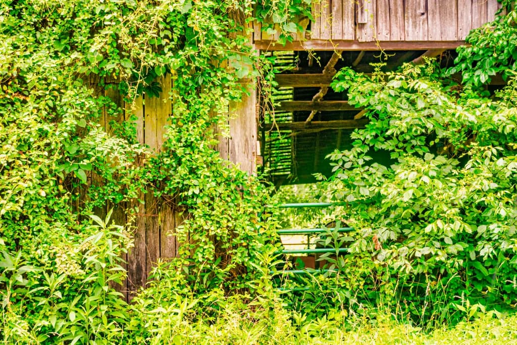Barn Through Greenery