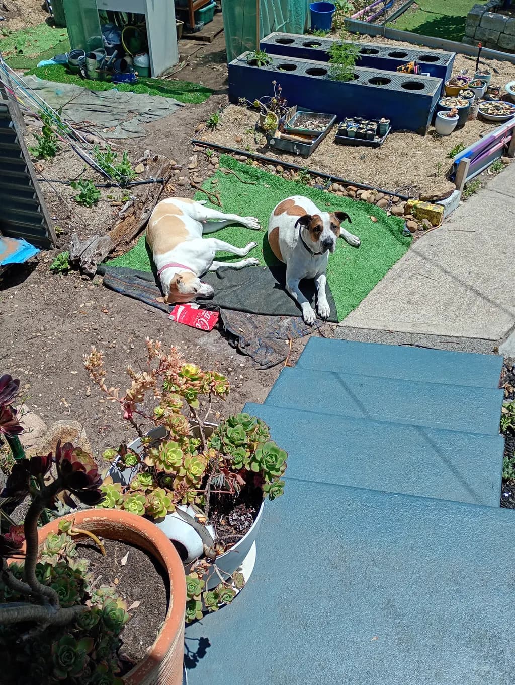 Sunny Garden Companions