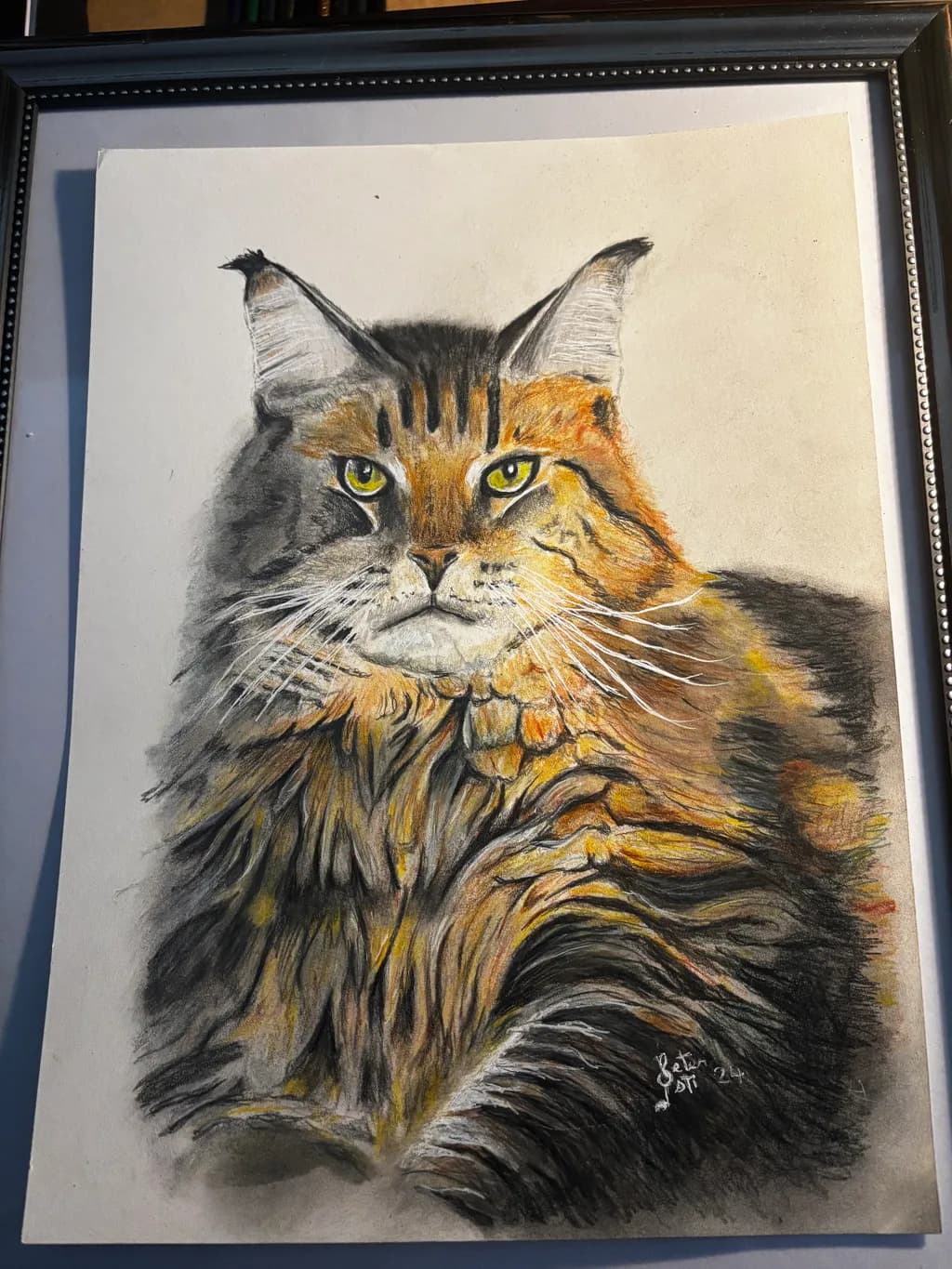 Maine Coon Majesty