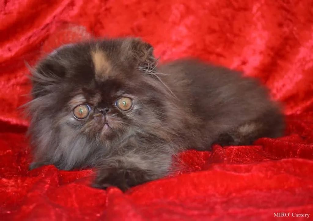 Fluffy Persian Cat