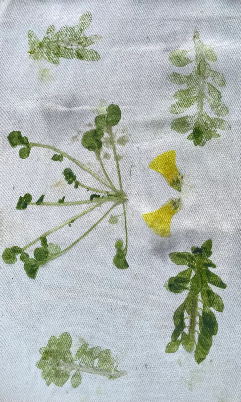 Pressed Greenery Harmony