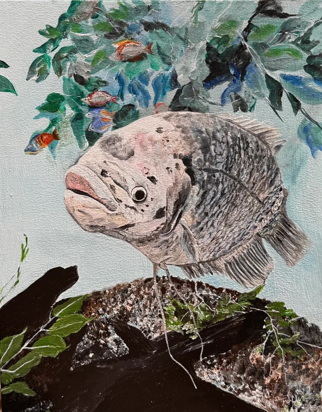 Fish in Focus