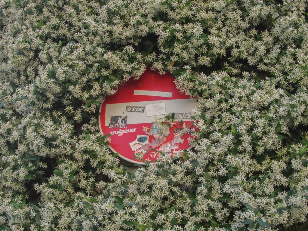 Urban Bloom