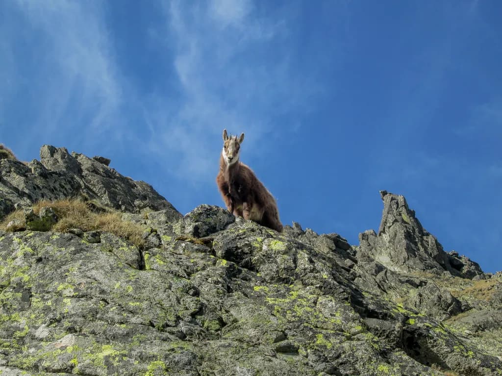 Mountain Sentinel
