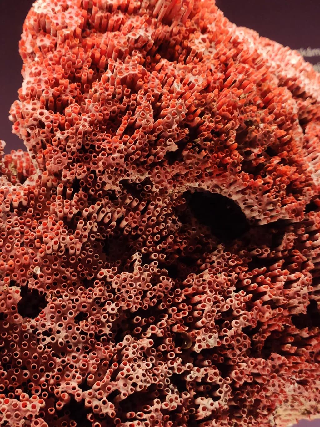 Coral Structure