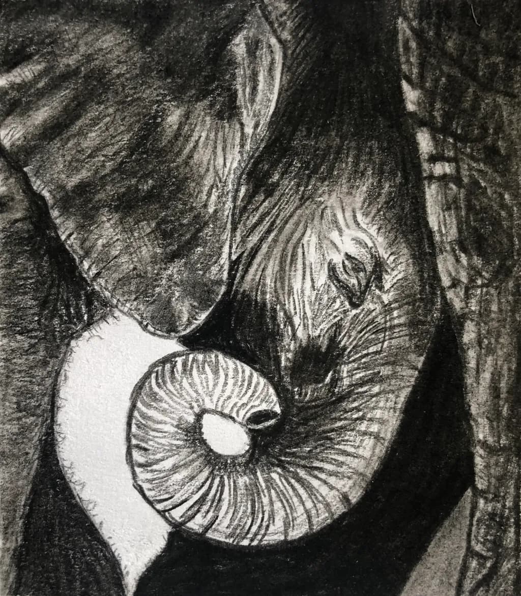 Elephant Embrace