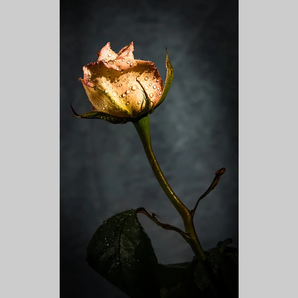 Veiled Bloom