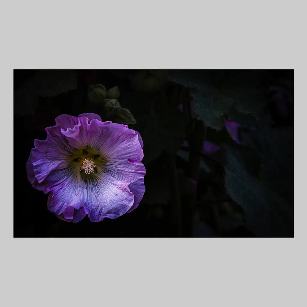 Veiled Bloom