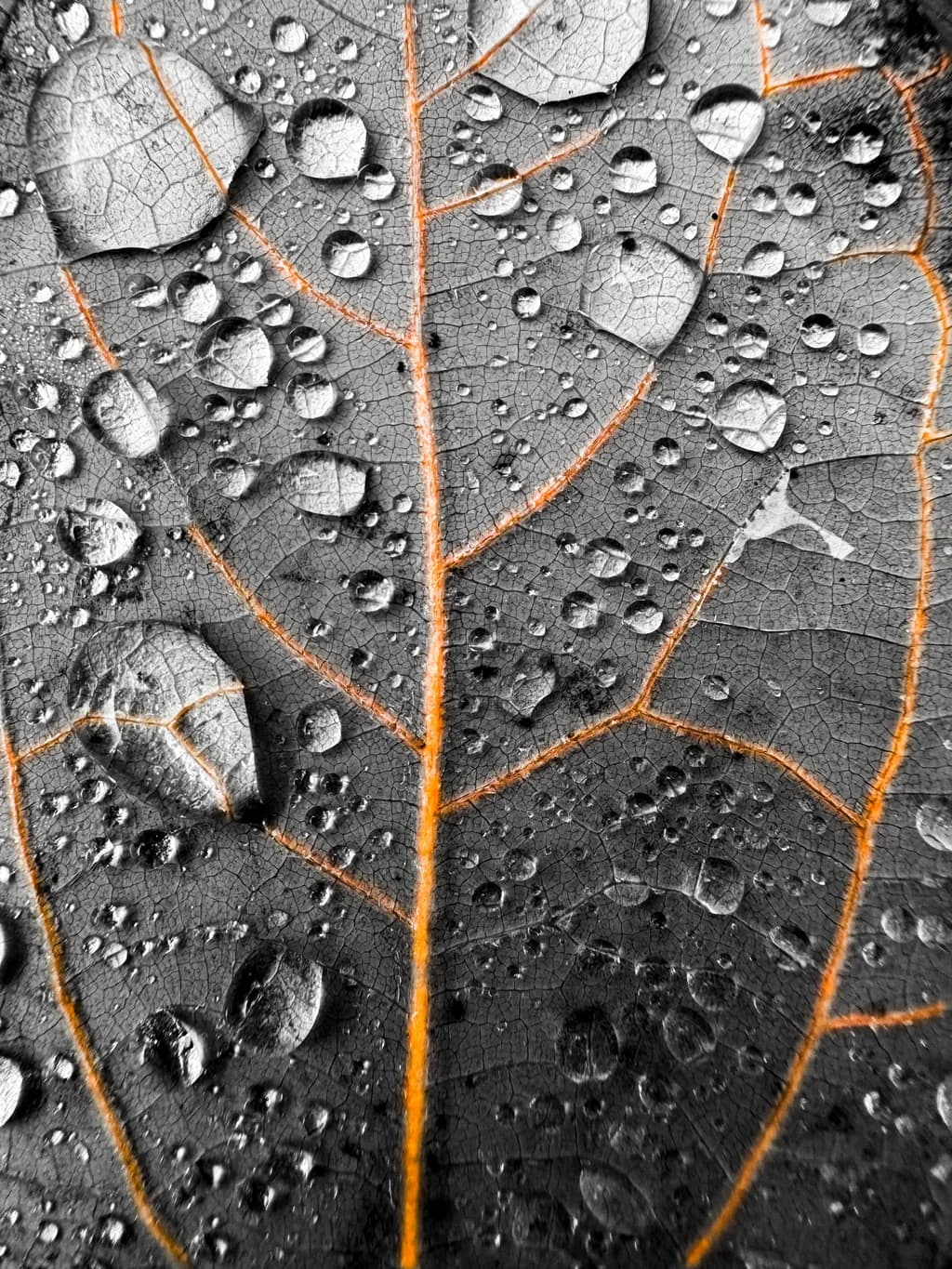 Droplets on Leaf