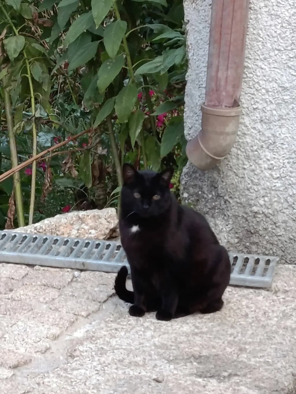 Garden Sentinel