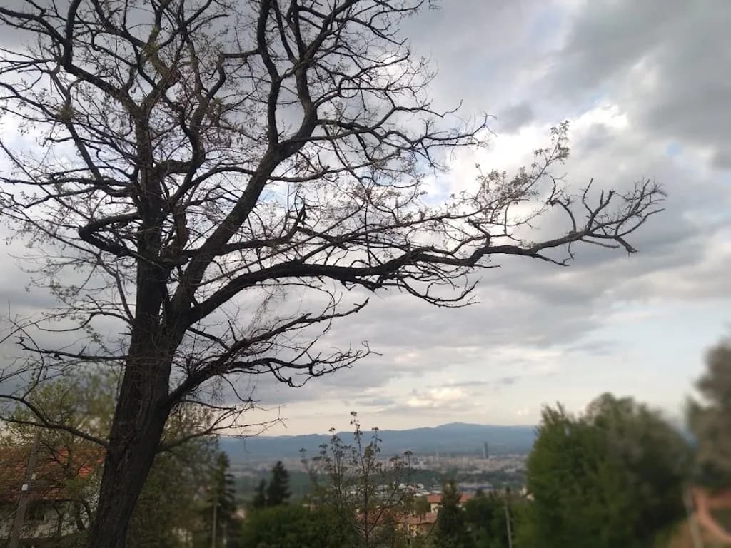 Barren Branches