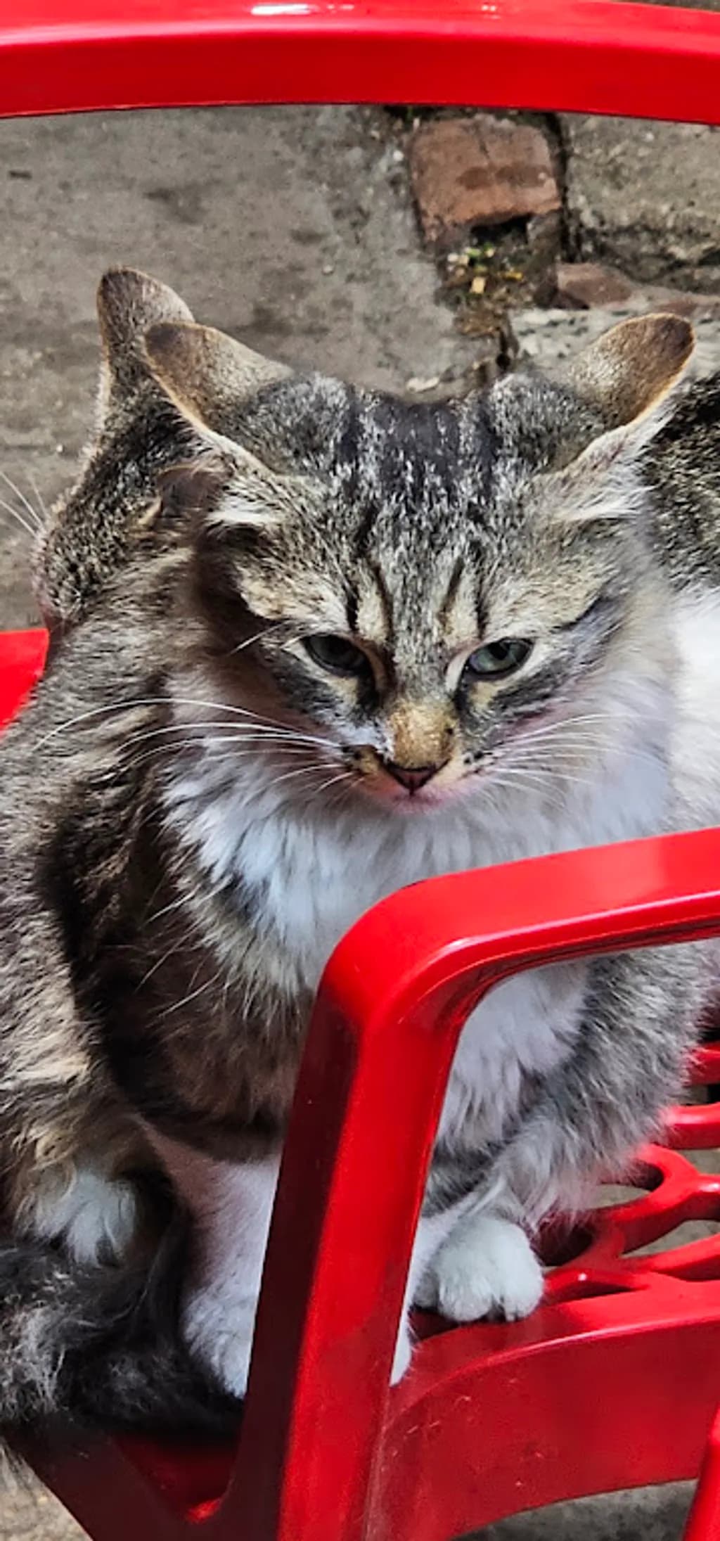 Curious Fluff