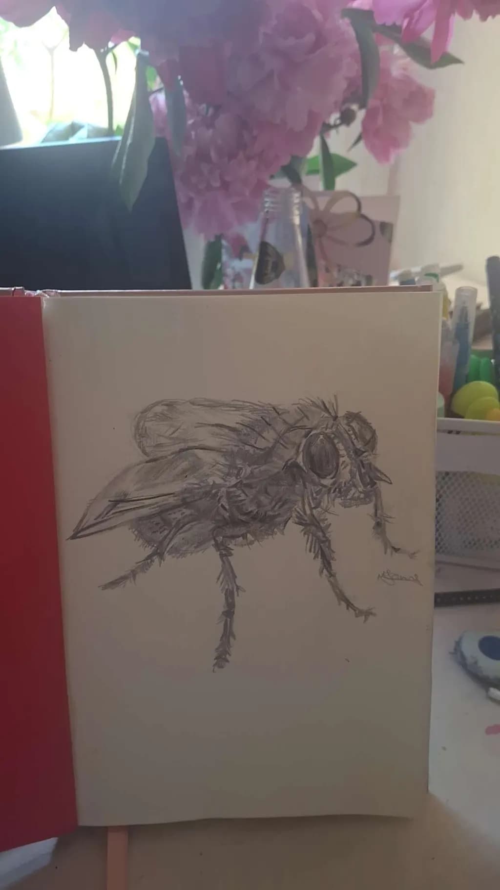 Detailed Fly Sketch