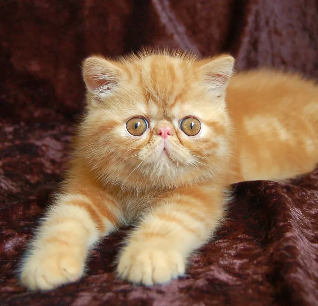 Charming Feline Portrait